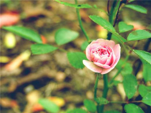 中秋节搞笑句子大全笑死人 关于中秋节的搞笑语录