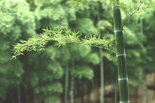 下雨天意境很美的诗句 写雨的句子优美段落