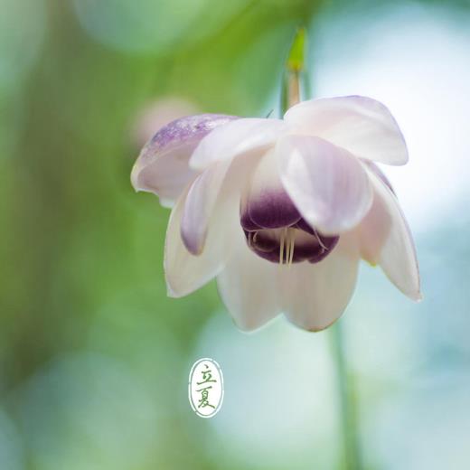 凄凉伤感景色古风句子 悲伤的古风句子