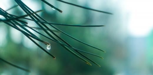 重阳节优美句子简短 重阳节祝福语简短10字